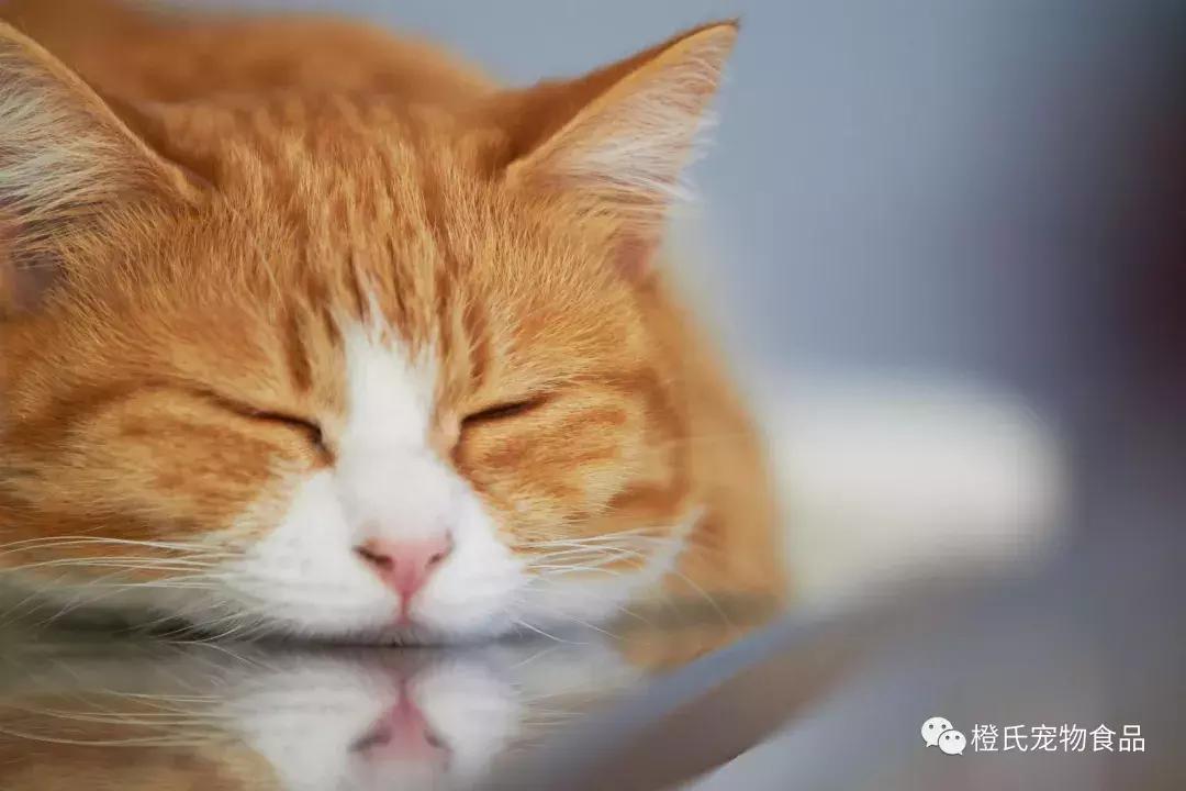 猫咪常备医药,猫咪常备医药箱