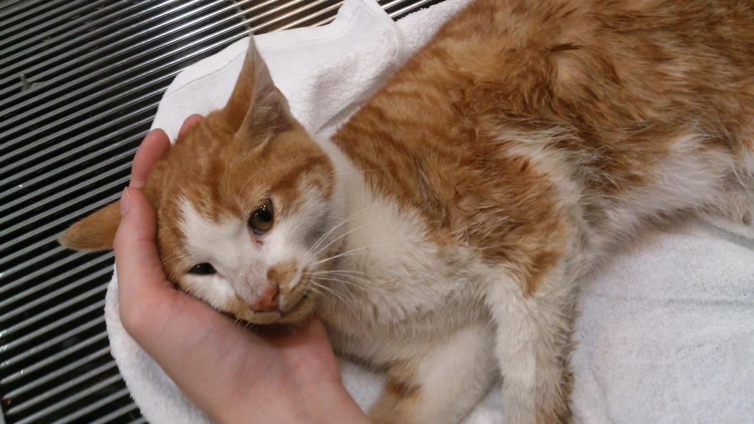 网红售假被立案,售假网红最终归案是咋回事