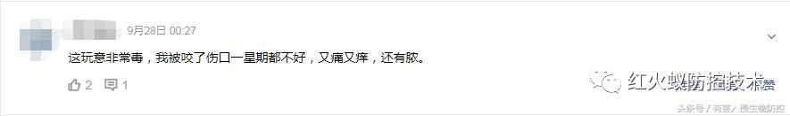 被红火蚁咬的治疗方法,被红火蚁咬后怎么处理偏方