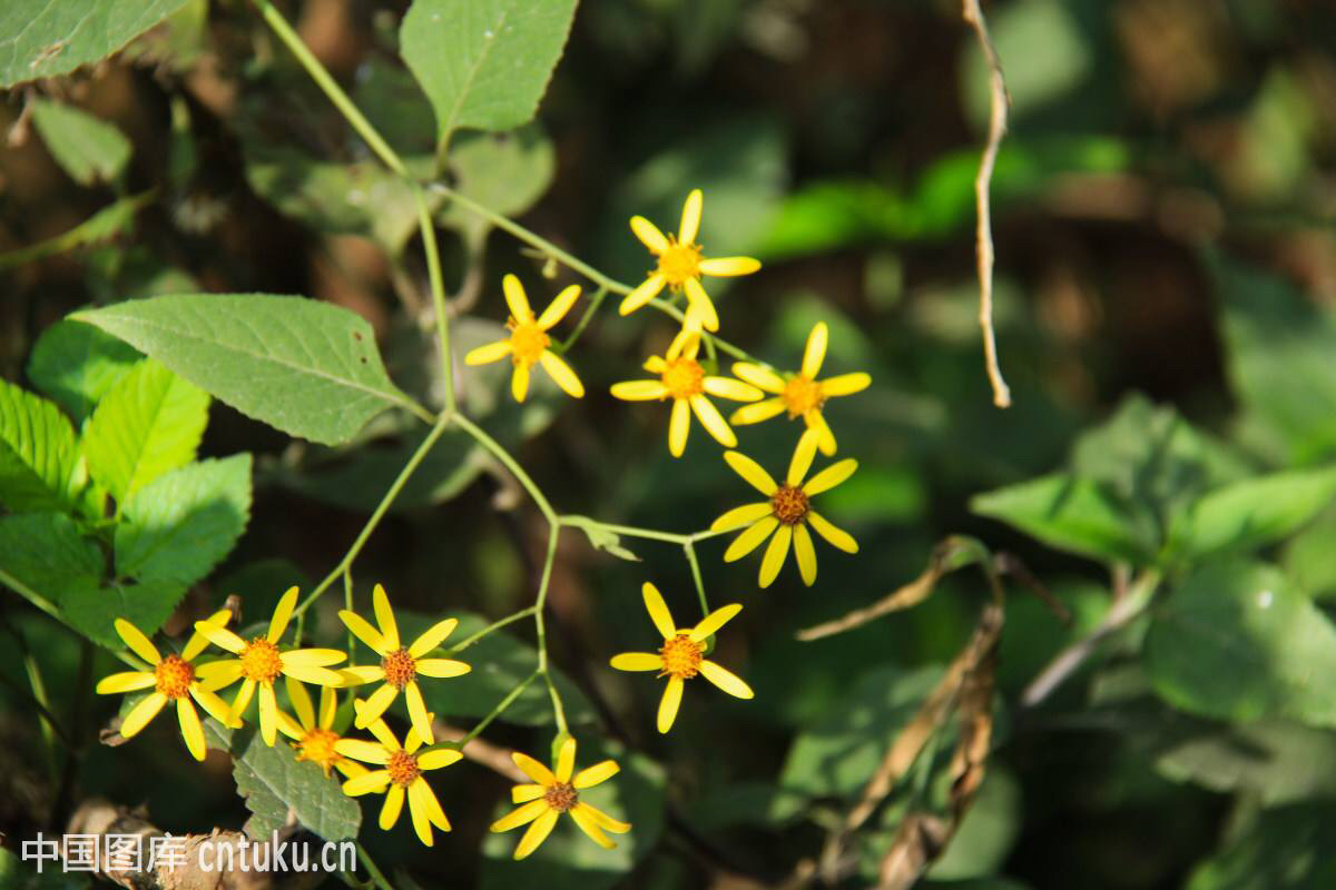中药材千里光的图片,中药材千里光出售