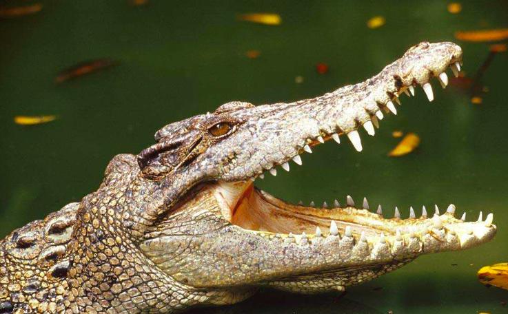 牛油果真的那么有营养么？揭秘牛油果的秘密！