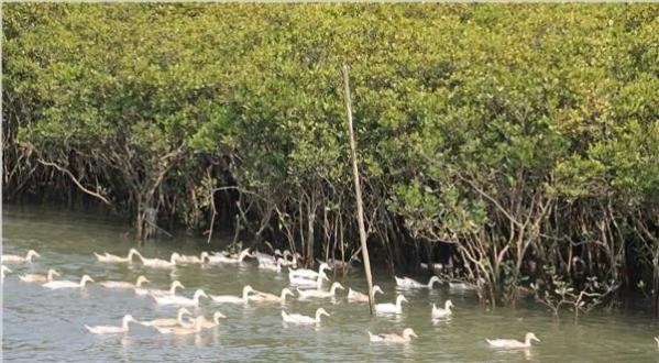 防城港海鸭蛋,海鸭蛋养殖致富