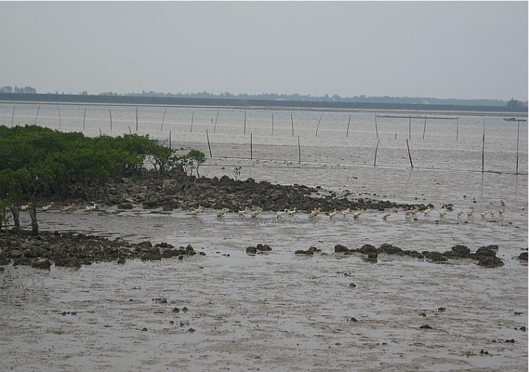 防城港海鸭蛋,海鸭蛋养殖致富
