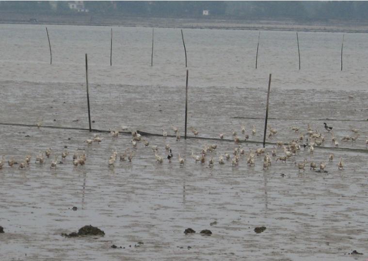 防城港海鸭蛋,海鸭蛋养殖致富