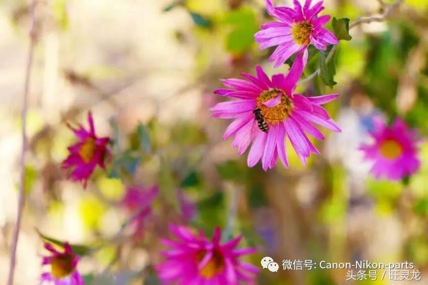 相机初学者推荐佳能800d,佳能800d评测拍视频