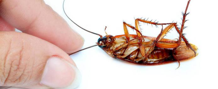 家里有蟑螂怎样驱蟑螂小妙招,家里有蟑螂怎么办蟑螂要怎样灭