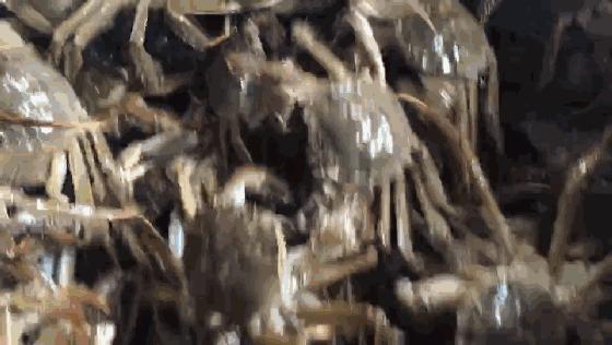 阳澄湖大闸蟹礼券潜规则,阳澄湖大闸蟹券规则