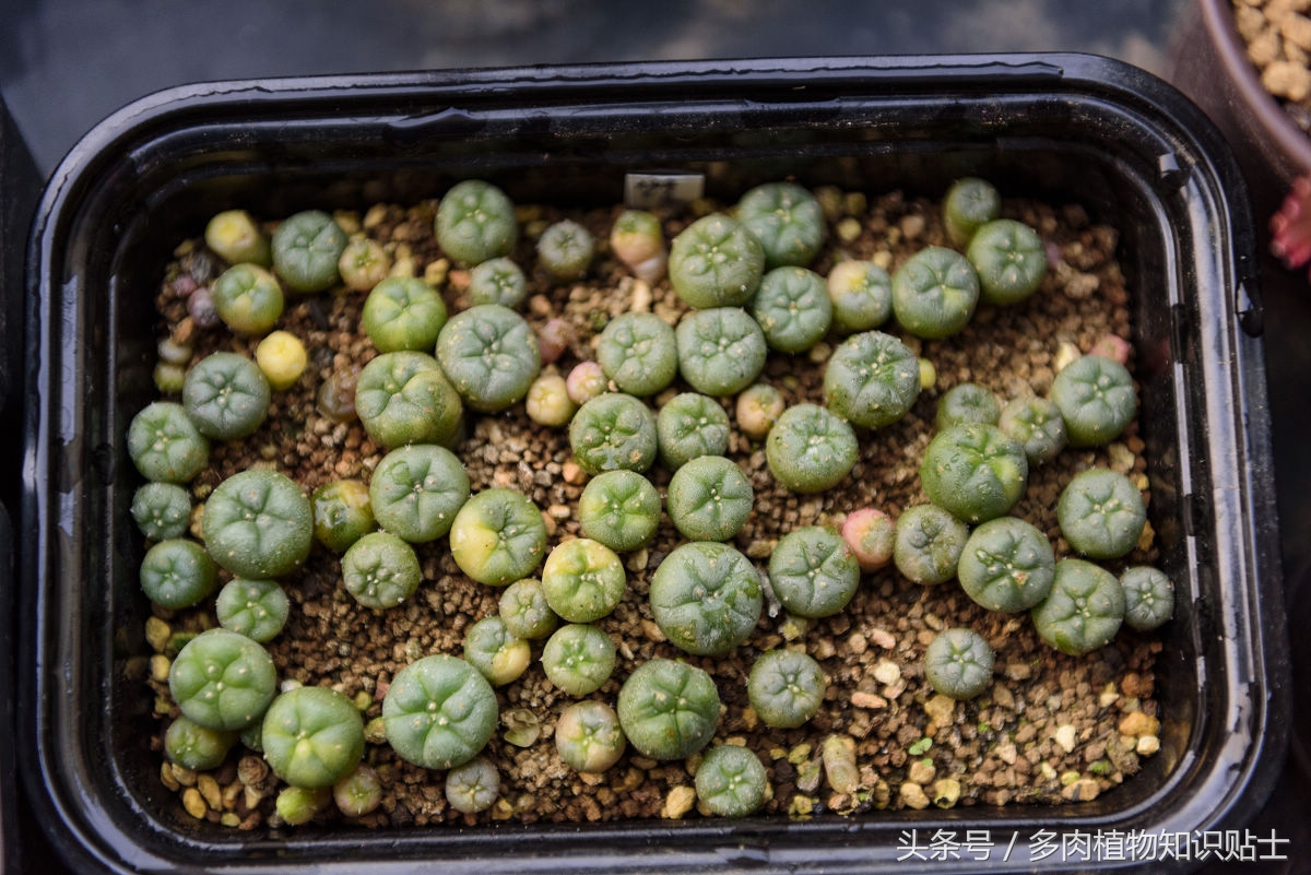 仙人球种子直接种植,仙人球种植视频