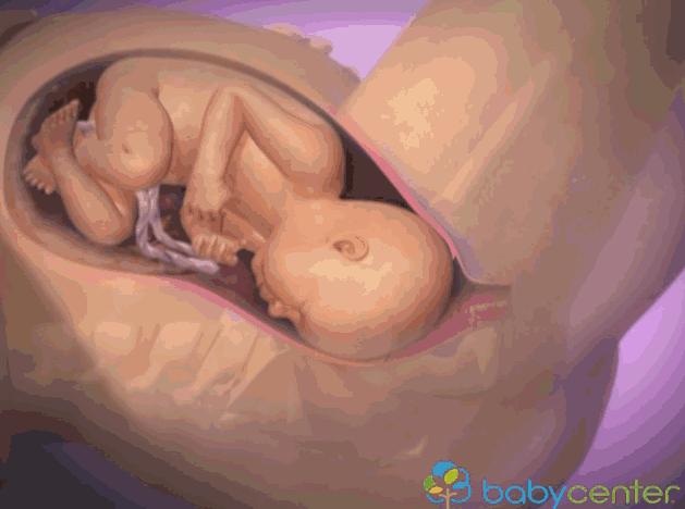 3d模拟受孕过程,3d模拟孕妇变化