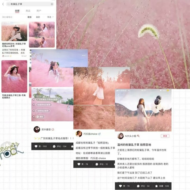 全网最火的粉黛乱子草,粉黛乱子草抖音