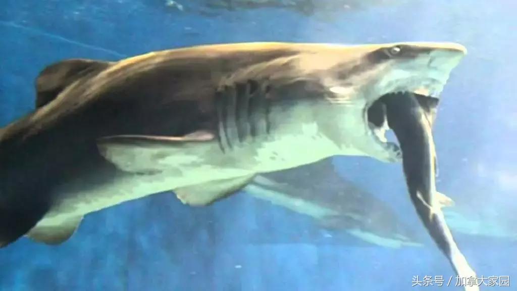 一男子跳进鲨鱼池,美国一男子跳进水族馆鱼缸