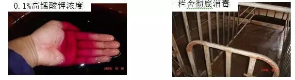 母猪怀孕后饲养方法,怀孕母猪各个阶段正确饲养方法