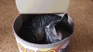 怎么给猫主子选猫罐头,如何挑选猫零食猫罐头