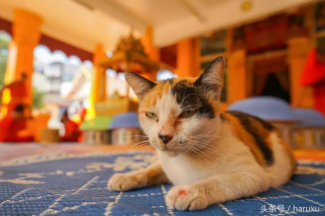 老挝的首都什么时候改到万象的,老挝首都万象什么时候开城