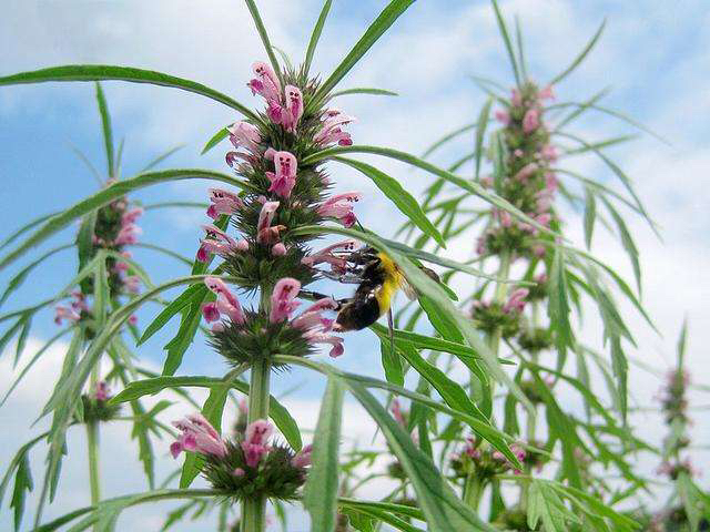 中药材益母草行情,中药材益母草可以直接泡水喝吗