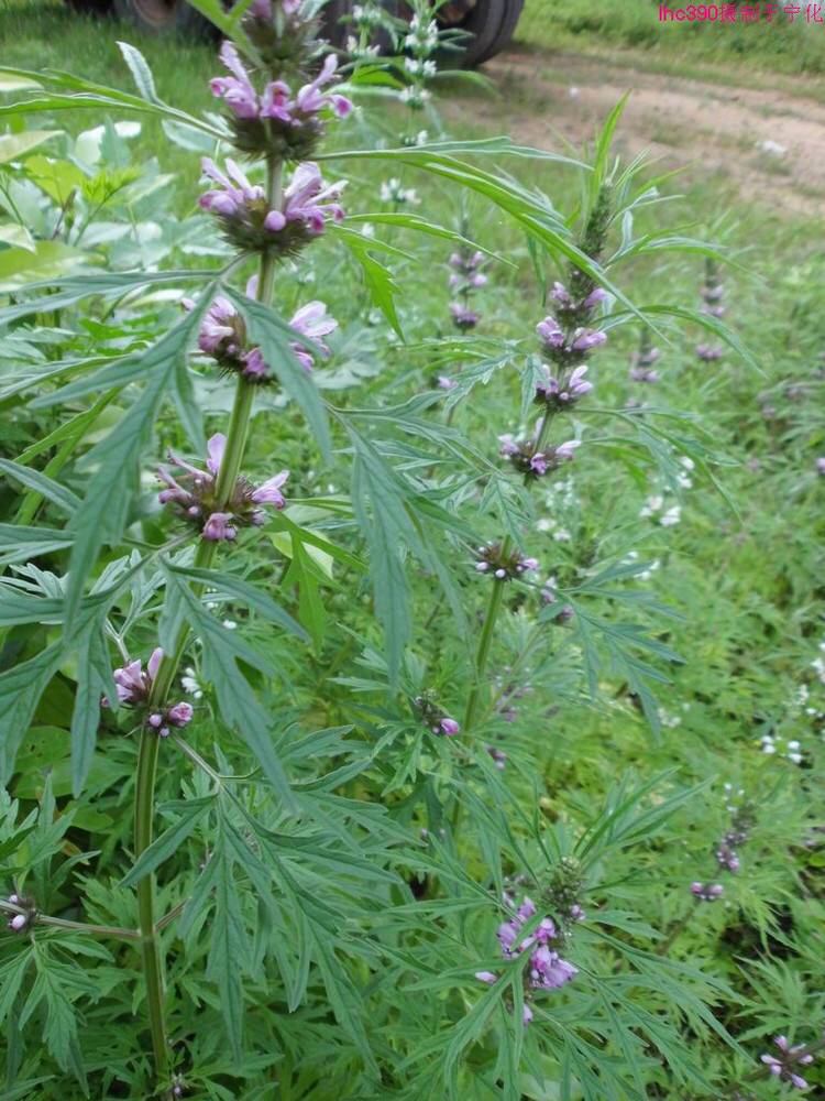 中药材益母草行情,中药材益母草可以直接泡水喝吗