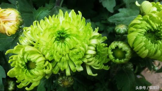 重阳节的五大禁忌,重阳节禁忌有哪些