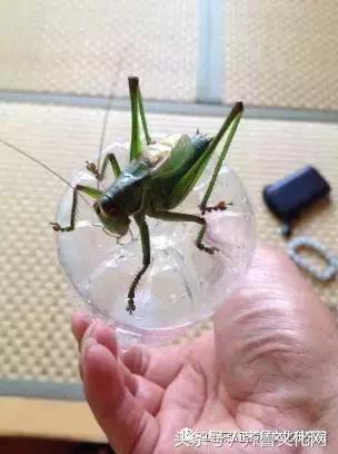 养蝈蝈好处与坏处,养蝈蝈要注意什么