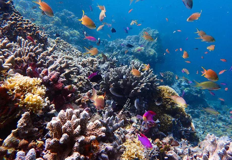 9次带队、36次飞行、189人的深度体验——史上最全仙本那攻略