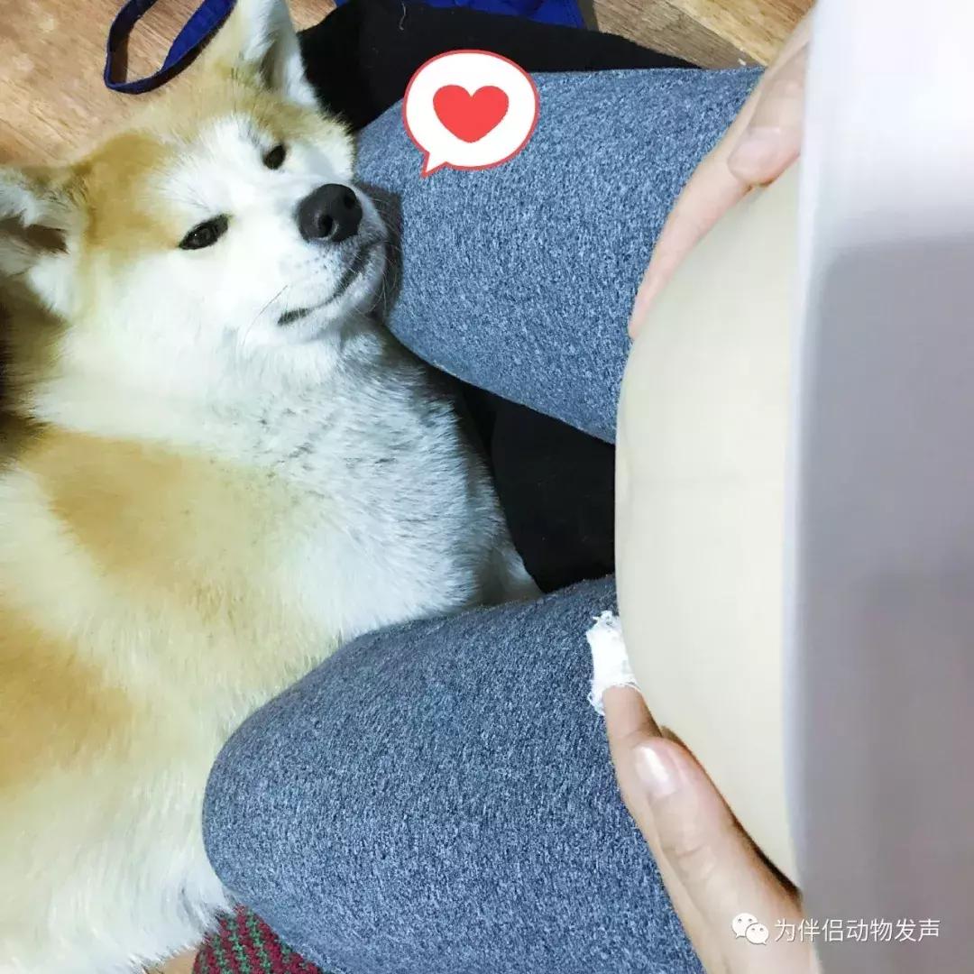 怀孕的时候你还会坚持养宠物吗,孕妇几个月就可以养宠物狗狗了