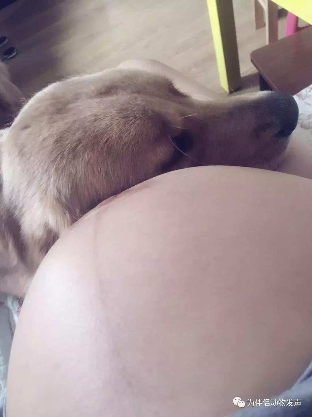 怀孕的时候你还会坚持养宠物吗,孕妇几个月就可以养宠物狗狗了