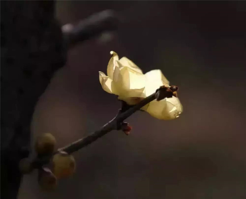 想成为优质女性,想成为有香气的女子