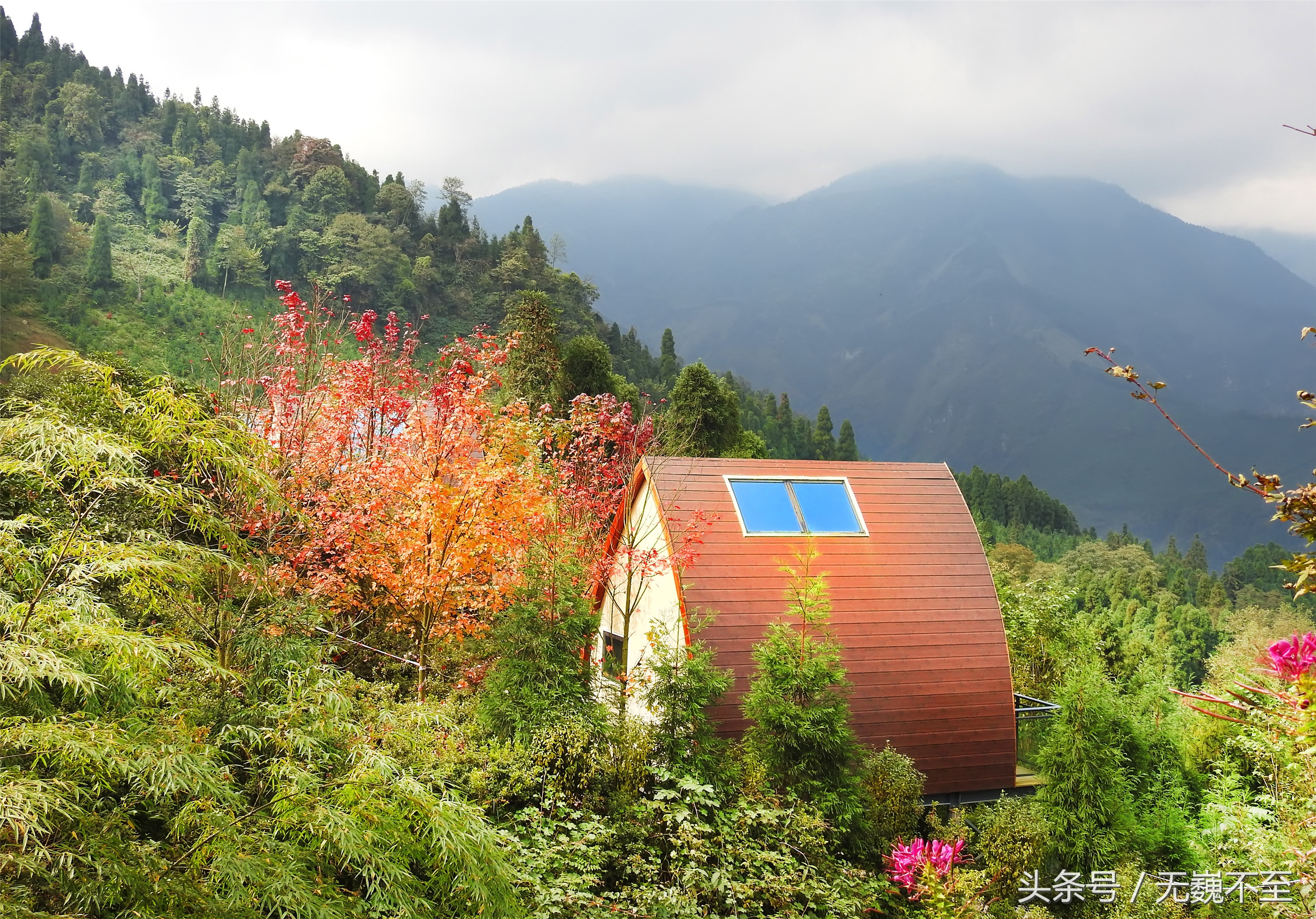 谁言不解“枫”情？金秋观红叶独爱川西红枫岭