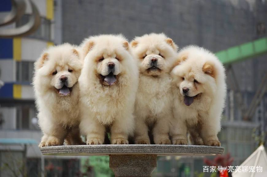 松狮幼犬吃什么比较好养活,松狮幼犬怎么喂养方法图解