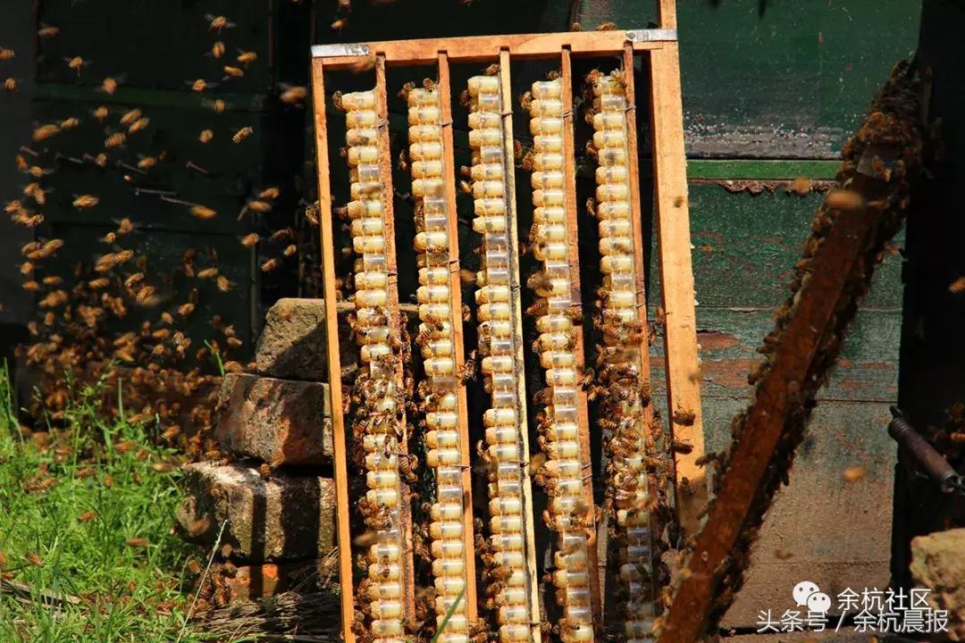 9090000㎡！余杭新增一大型公园，1299个足球场大！