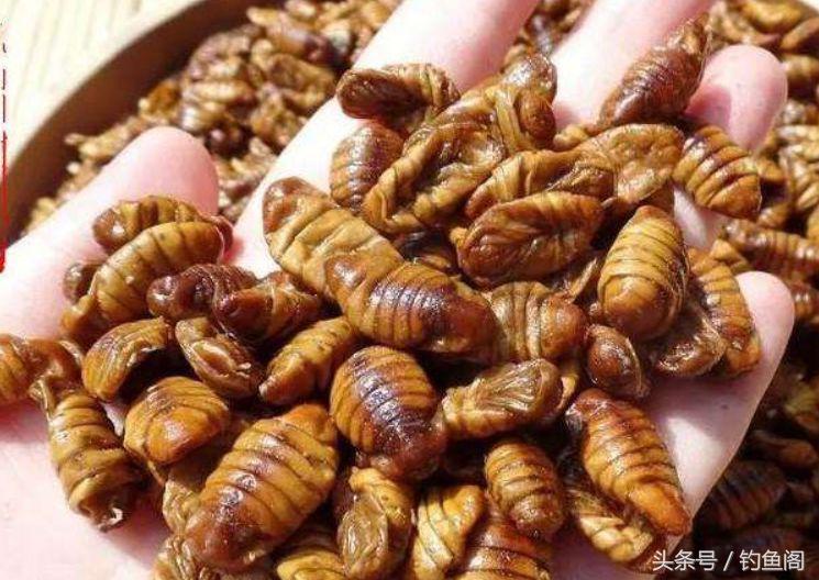 针对鲤鱼最有效的饵料,冬季鲤鱼吃什么味道的饵料