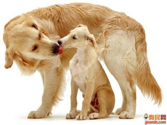 各种狗狗搞笑视频集锦,狗狗集锦