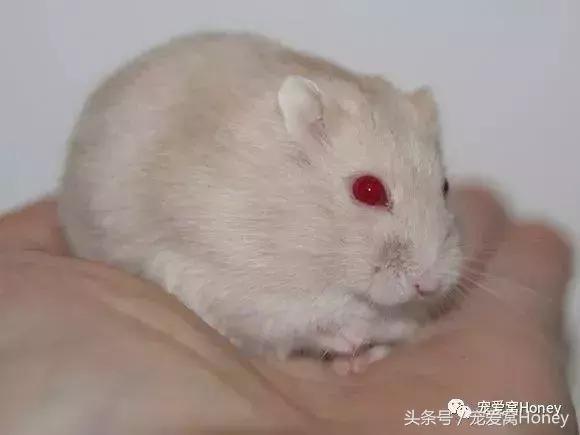 仓鼠中记忆强大的仓鼠品种,布丁仓鼠和三线仓鼠为什么会打架