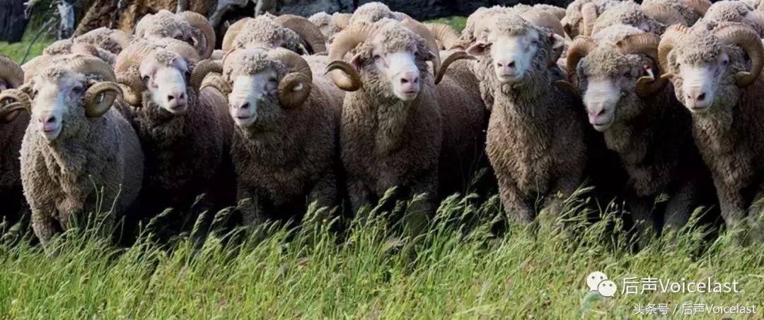 LOROPIANA（精华篇）顶奢羊绒成功之道，除了贵，可学的还有很多