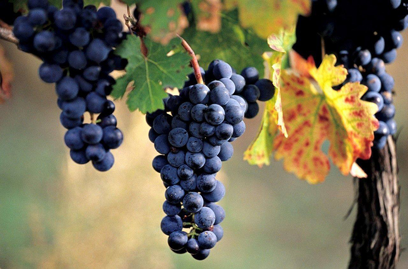 葡萄酒又酸又涩怎么喝得下去,是时候告诉大家真相了