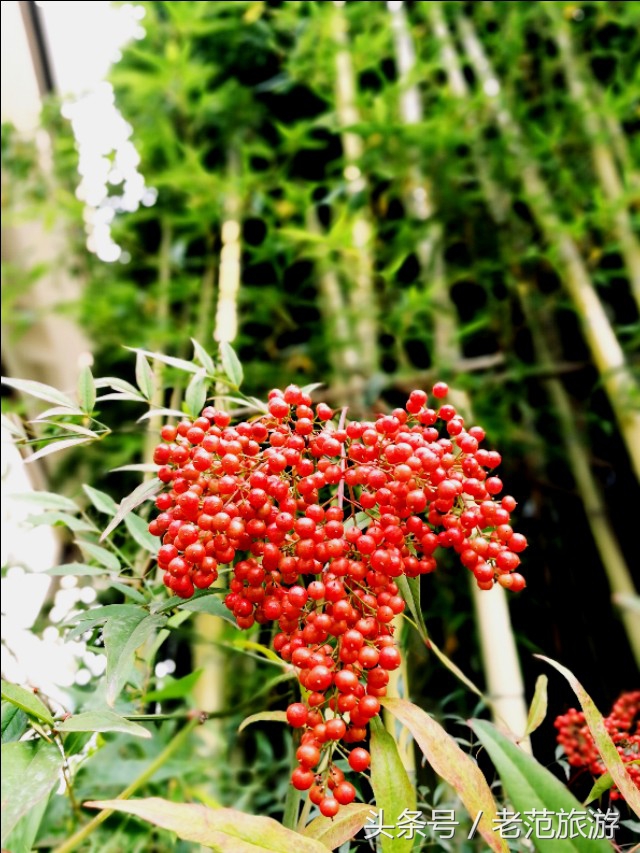 赏山赏水赏风景,凤凰山旅游温泉