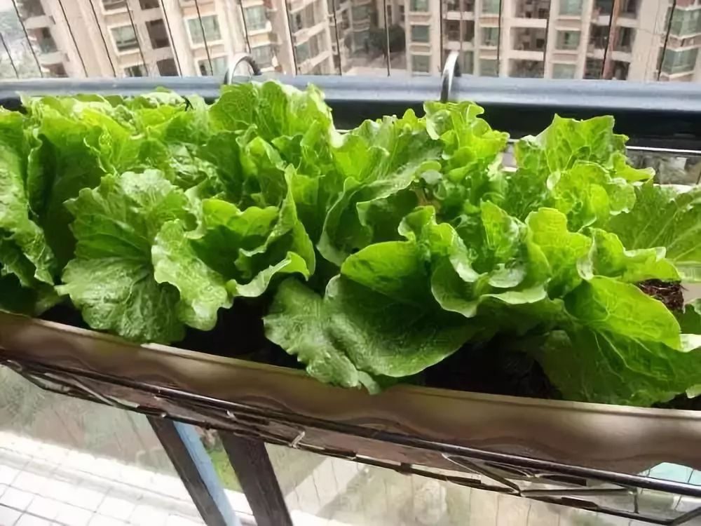 家庭阳台无土栽培设计方案,在家种菜阳台无土栽培能种什么菜