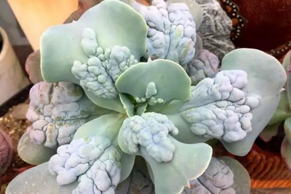 丑萌多肉盆栽,丑的多肉有哪些