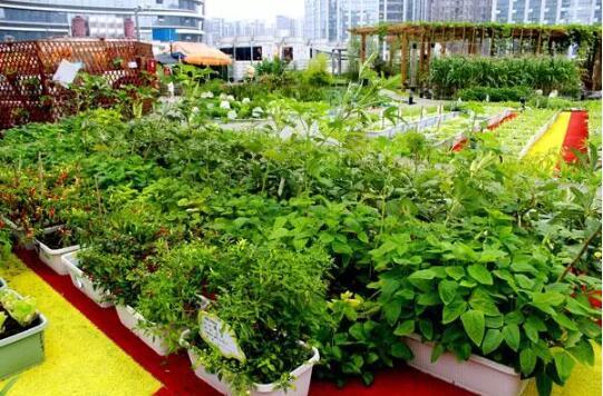 现代都市农业项目投资,都市农业有前景吗