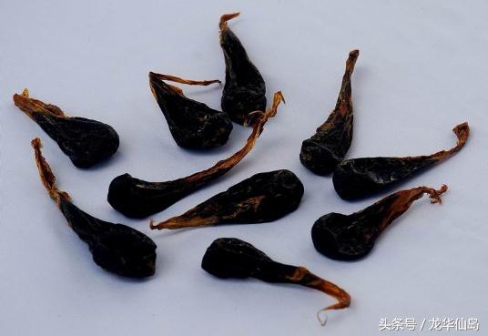 热带雨林探险之旅遇见蛇,亚公顶森林公园蟒蛇