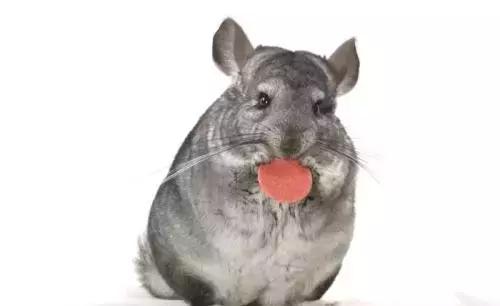 准备养龙猫需要准备什么,龙猫真的是你想养就能养的吗