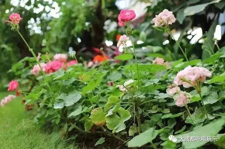 适合上班族成都旅游的地方,成都周末放松休闲的地方