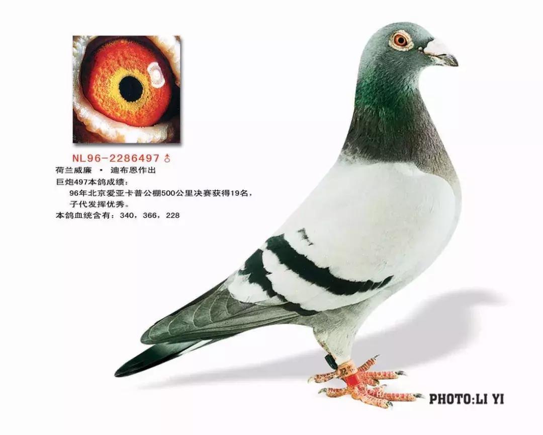 饲料控高峰，鸽脚冰冷是危险信号！