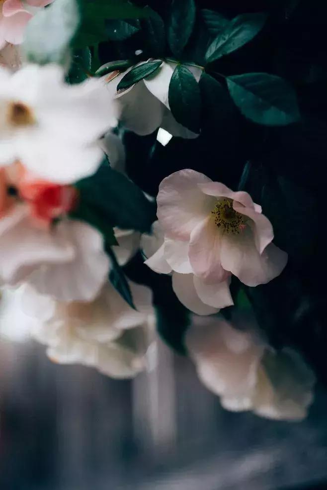 返璞归真南怀瑾,南怀瑾修行到什么程度