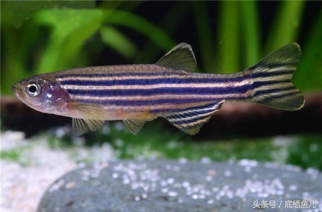 新手养互动性好的小型鱼,好养又皮实的小型鱼