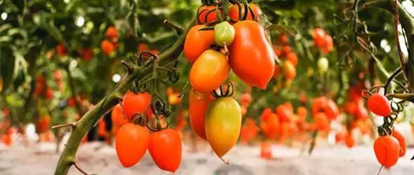 番茄联合国庄园,番茄联合国