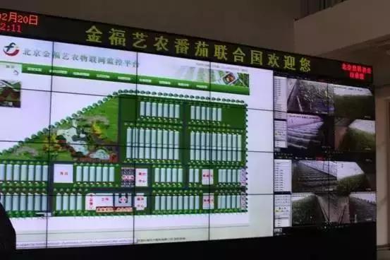 番茄联合国庄园,番茄联合国