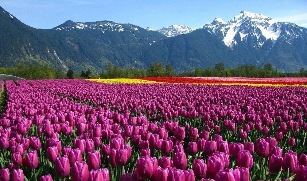 荷兰农业怎么炼成的,荷兰农业领先世界的秘密