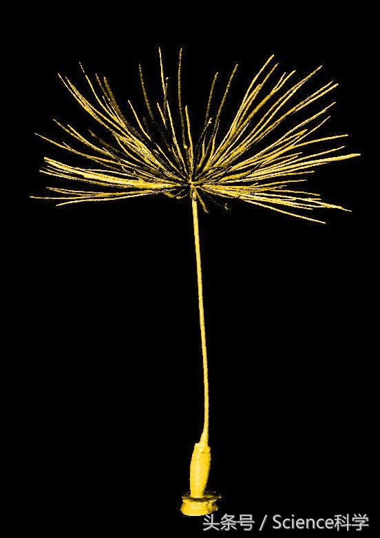 蒲公英种子会飞的过程,蒲公英种子可以飞多少公里