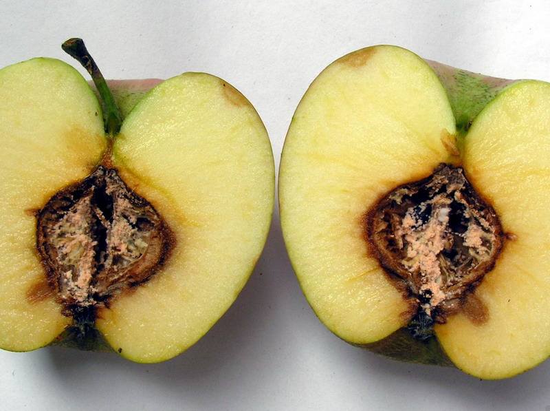 肟菌戊唑醇防治苹果树哪些病害,苹果树常见病害及防治方法