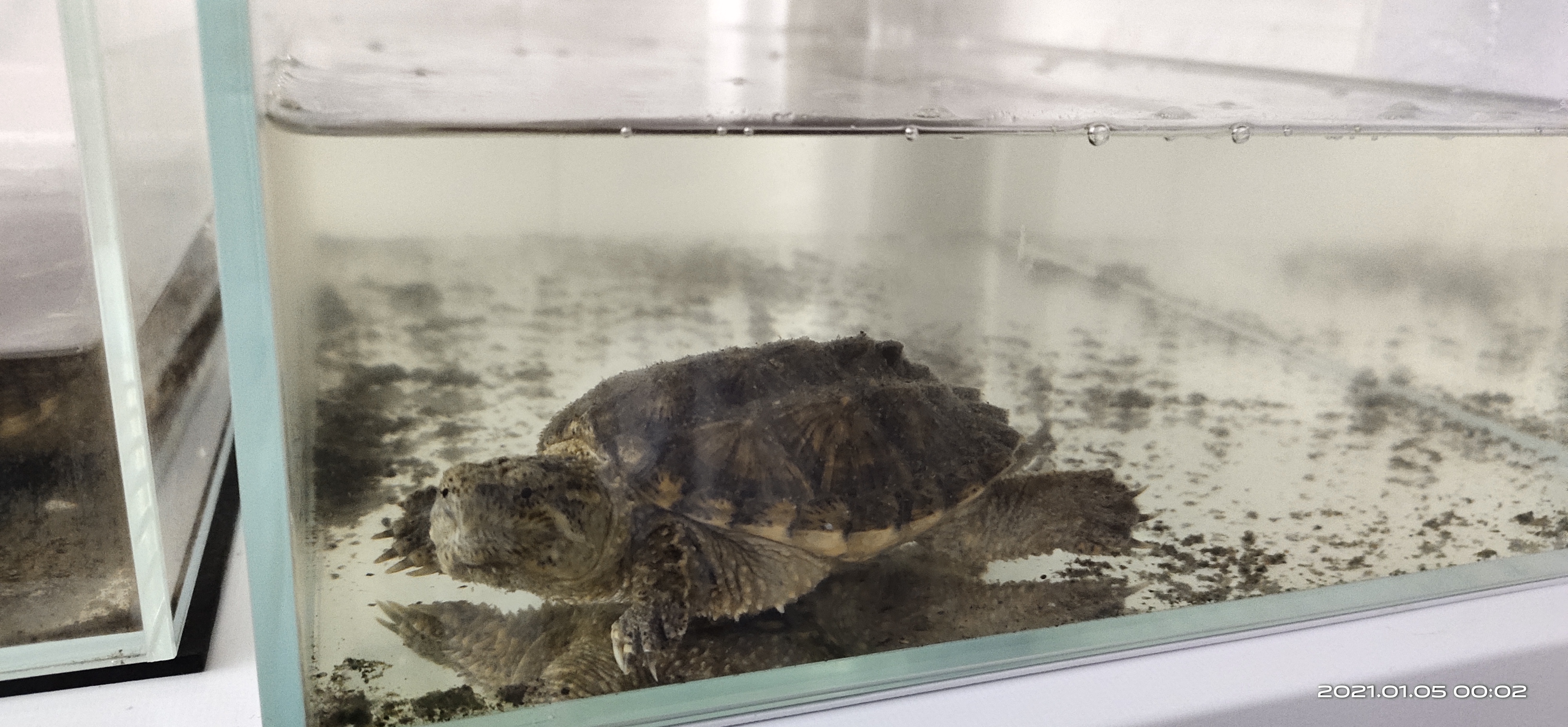 乌龟冬眠用苔藓和椰土苔藓哪个好,乌龟怎么冬眠比较好草龟